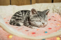 Grey Tabby Kitten Sleeping Decorative Figurine