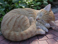 Orange Tabby Cat Sleeping Lying Down