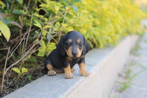 Pet Pals: Dachshund Puppy Statue